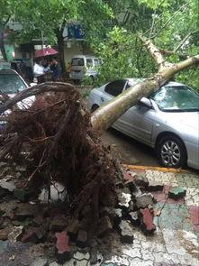 大树爆料视频大全最新,揭秘娱乐圈幕后真相 第1张 大树爆料视频大全最新,揭秘娱乐圈幕后真相 第1张