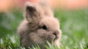 娱乐吃瓜兔子,揭秘娱乐圈那些不为人知的幕后故事 第2张 娱乐吃瓜兔子,揭秘娱乐圈那些不为人知的幕后故事 第2张